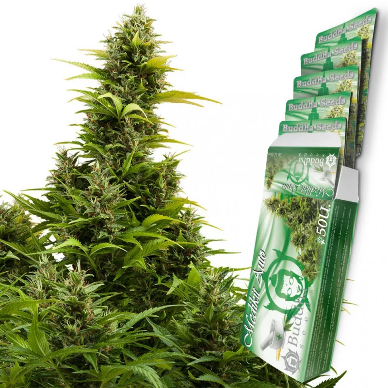 Medikit CBD auto - Buddha Seeds - květ a obal