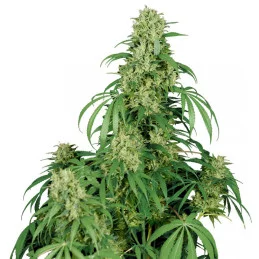 Calamity Jane - Buddha Seeds Bank - autoflowering