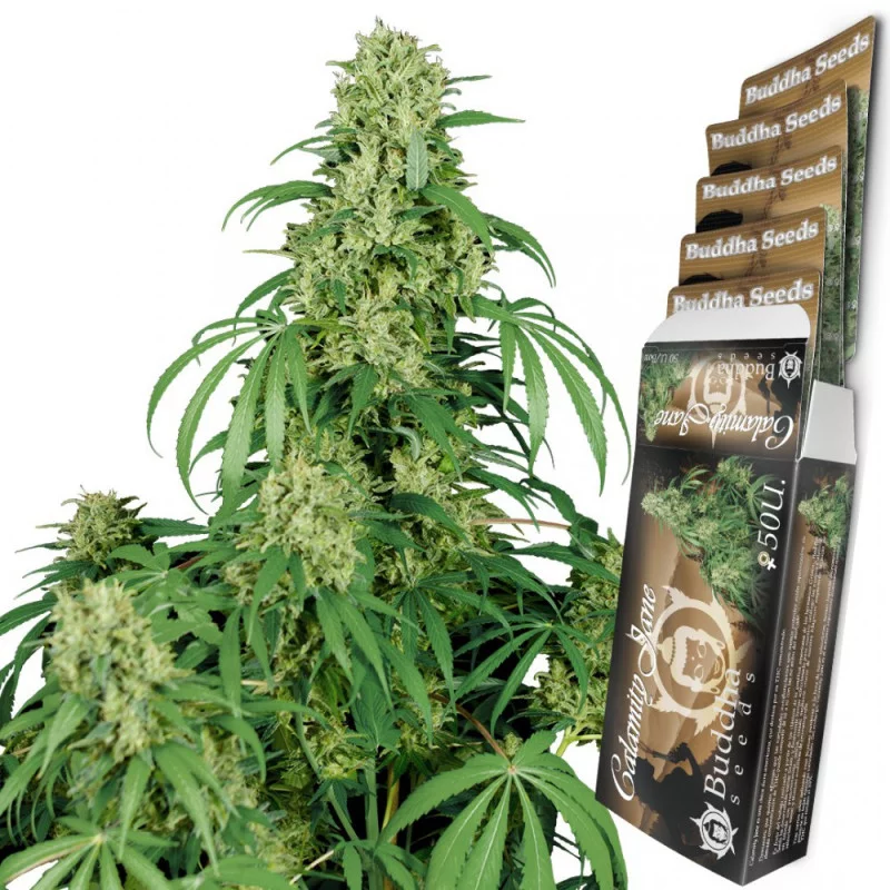 Calamity Jane - Buddha Seeds Bank - autoflowering