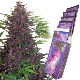 Purple Kush  - Buddha Seeds - autoflowering