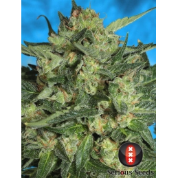Auto White Russian Serious Seeds