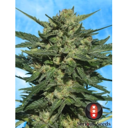 Auto White Russian Serious Seeds