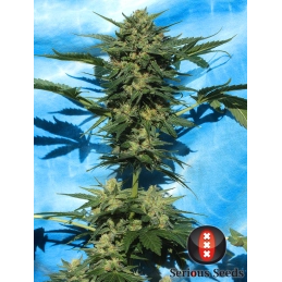 Auto White Russian