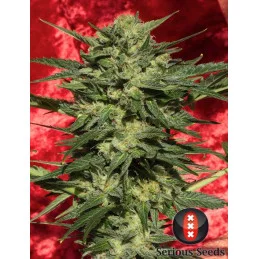 Auto White Russian