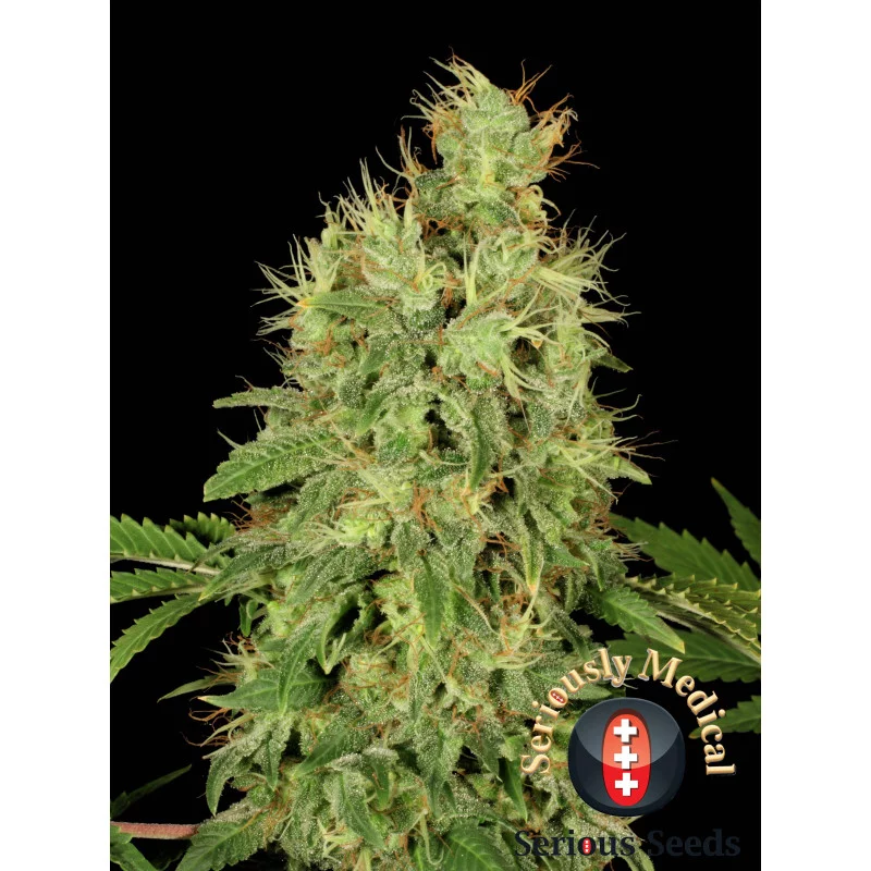 CBD Chronic - Serious Seeds