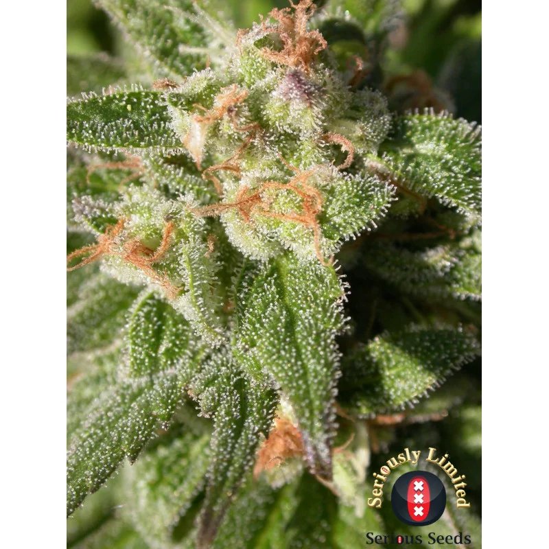 CBD-Warlock Serious Seeds