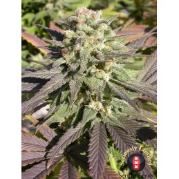 CBD-Warlock