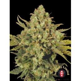 CBD-Warlock