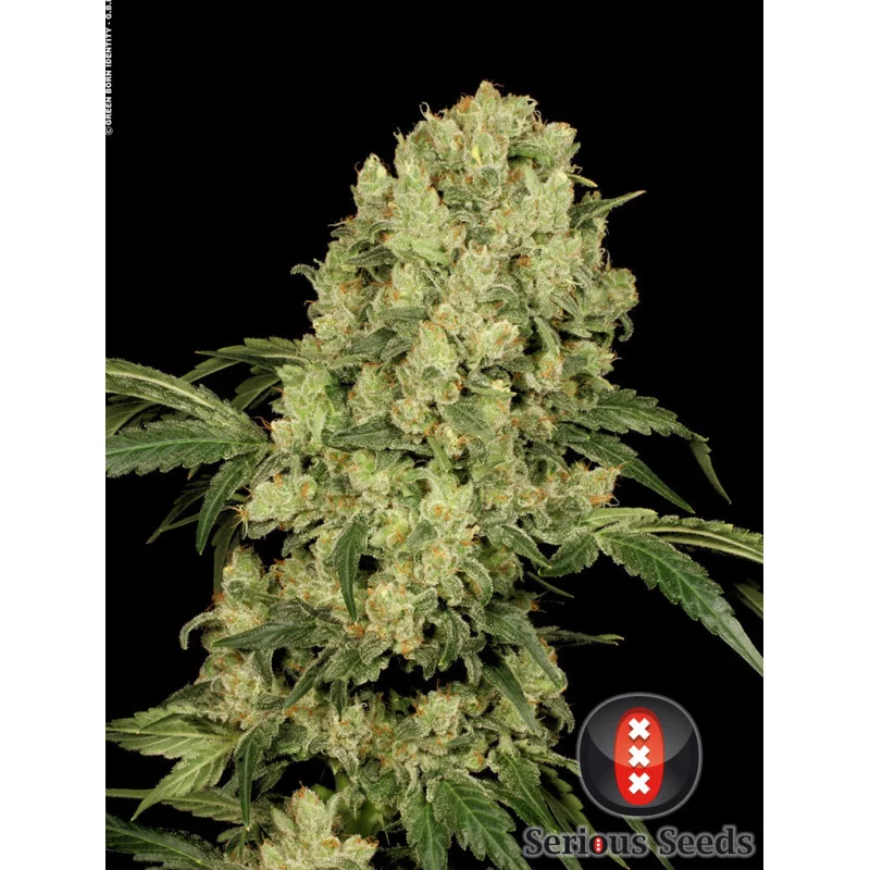 AK47 - Serious Seeds