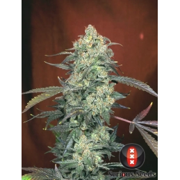 AK-47 - Serious Seeds