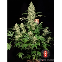 AK-47 Serious Seeds
