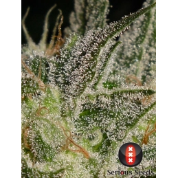 AK-47