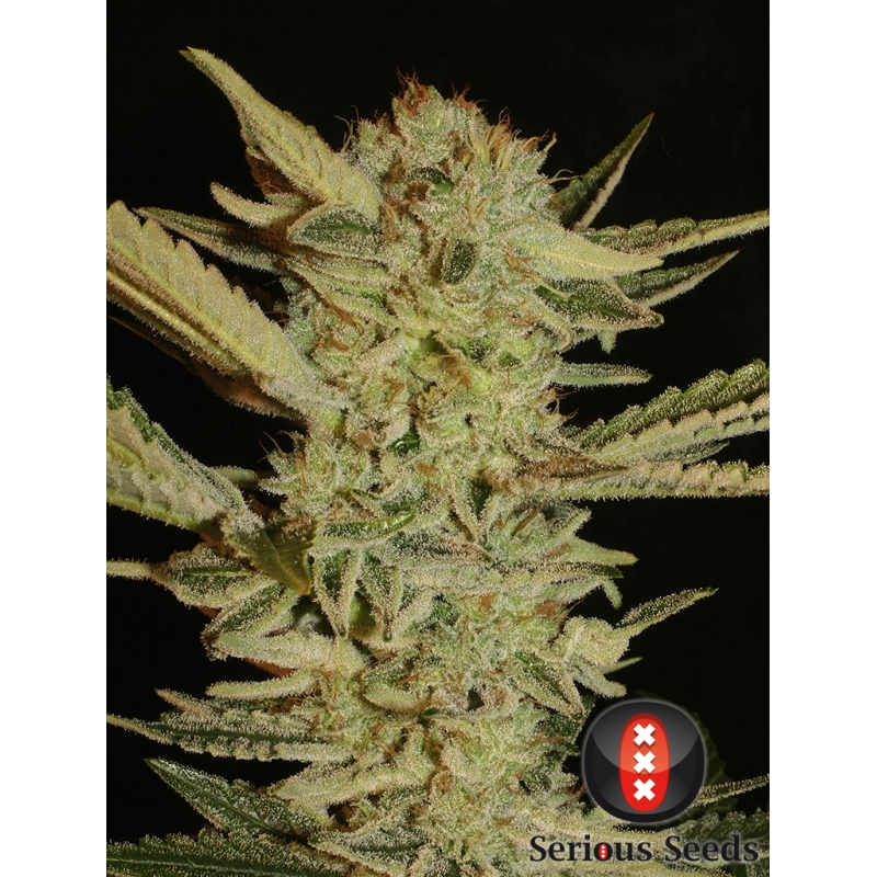 Bubble Gum