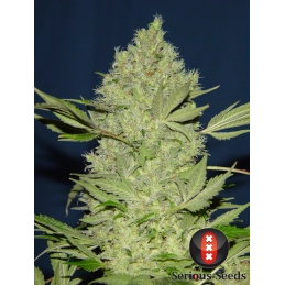 Chronic3