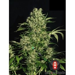 Chronic4