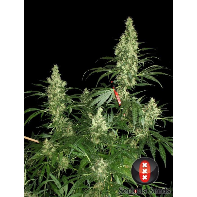 Kali Mist F1-hybrid, téměř čistá Sativa