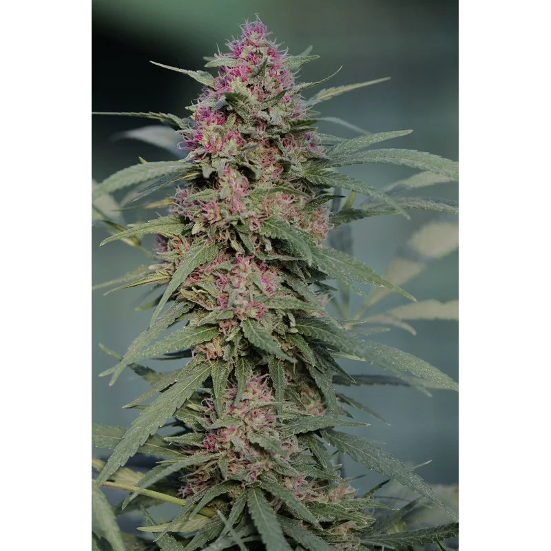 Serious 6 téměř čistá Sativa