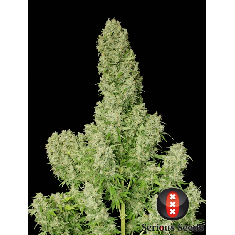 White Russian - Serious Seeds
