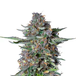 Dosidos Automatic