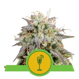 Mimosa Automatic - Royal Queen Seeds