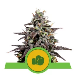 Purple Punch Automatic - Royal Queen Seeds