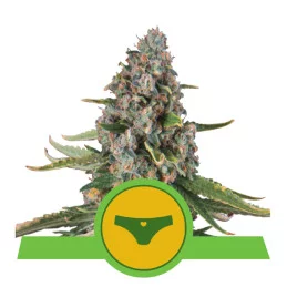 Sherbet Queen Automatic - Royal Queen Seeds