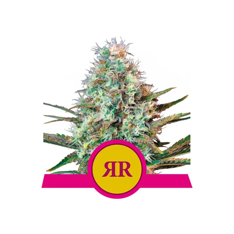 Royal Runtz - Royal Queen Seeds