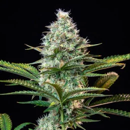 Royal Runtz - Royal Queen Seeds