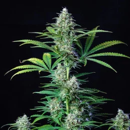 Royal Runtz - Royal Queen Seeds