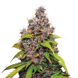 Watermelon - Royal Queen Seeds