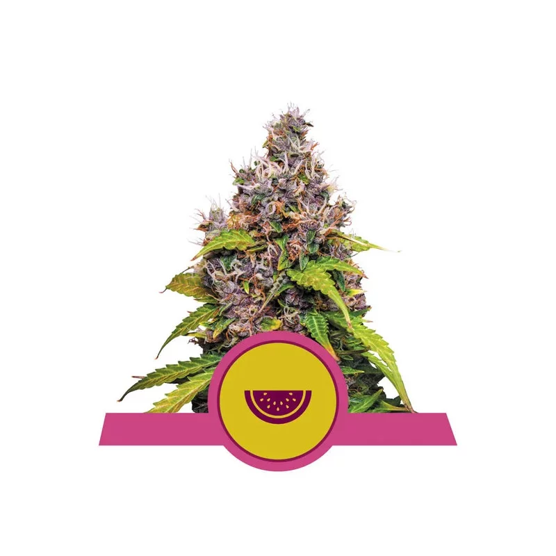 Watermelon - Royal Queen Seeds