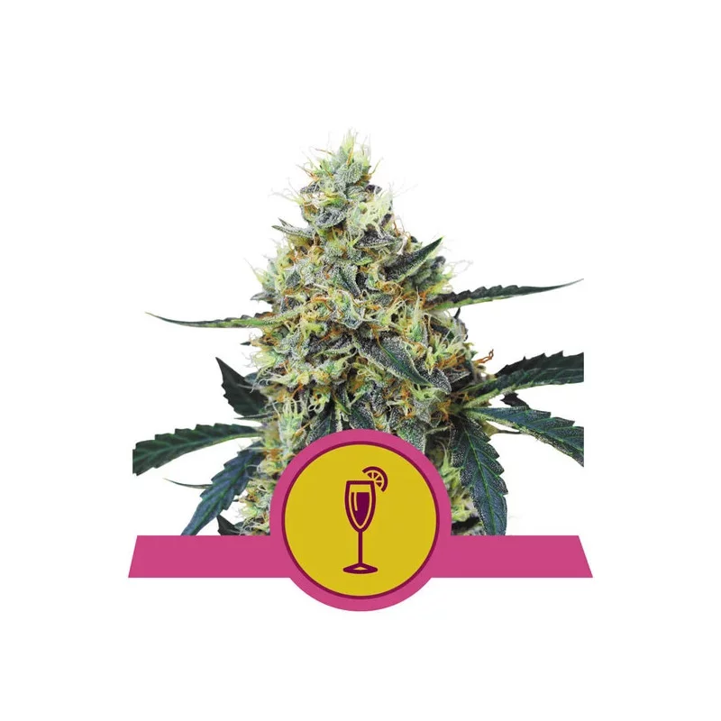 Mimosa - Royal Queen Seeds