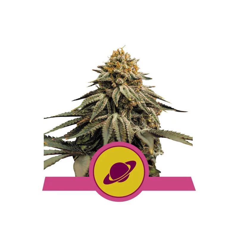 Royal Skywalker - Royal Queen Seeds