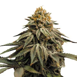 Royal Skywalker - Royal Queen Seeds