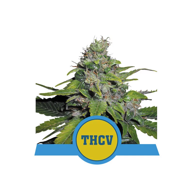Royal THCV