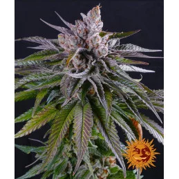 Kush Mintz Barney´s Farm SEEDS-BANK.CZ