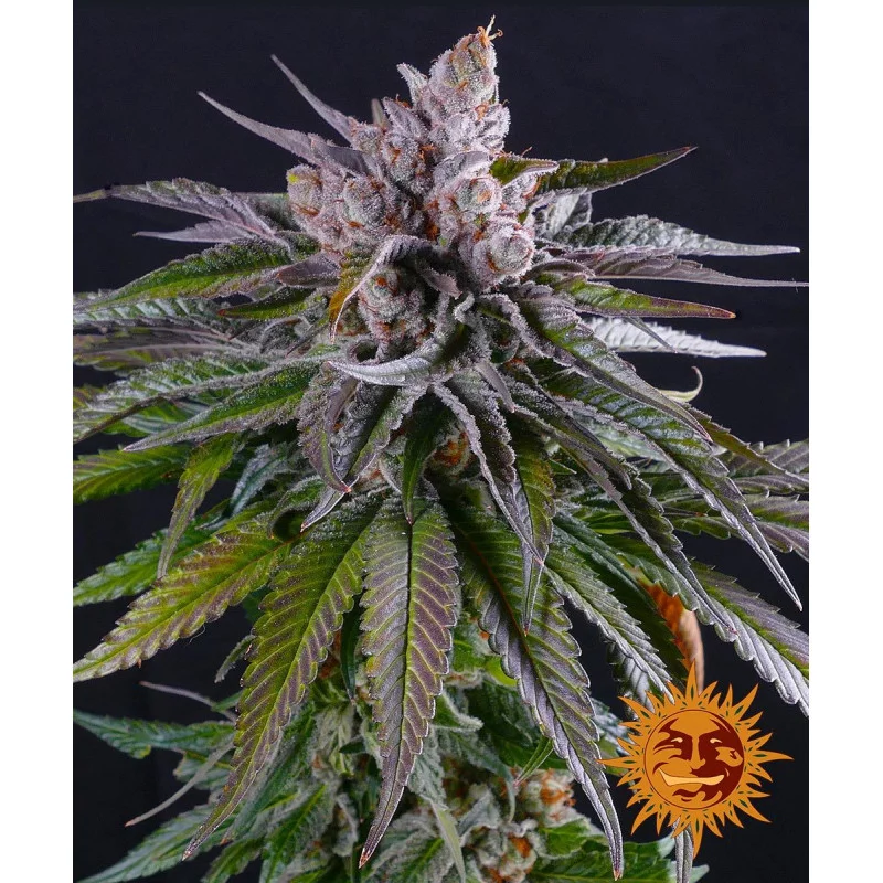 Kush Mintz Barney´s Farm SEEDS-BANK.CZ