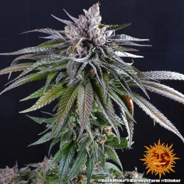 Kush Mintz Barney´s Farm SEEDS-BANK.CZ