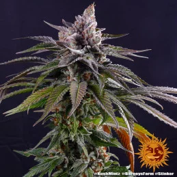 Kush Mintz Barney´s Farm SEEDS-BANK.CZ