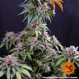 Kush Mintz Barney´s Farm SEEDS-BANK.CZ