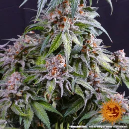 Kush Mintz Barney´s Farm SEEDS-BANK.CZ