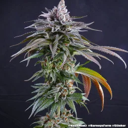 Kush Mintz Barney´s Farm SEEDS-BANK.CZ