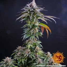 Kush Mintz Barney´s Farm SEEDS-BANK.CZ