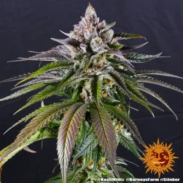 Kush Mintz Barney´s Farm SEEDS-BANK.CZ