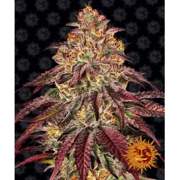 Mimosa X Orange Punch Auto™