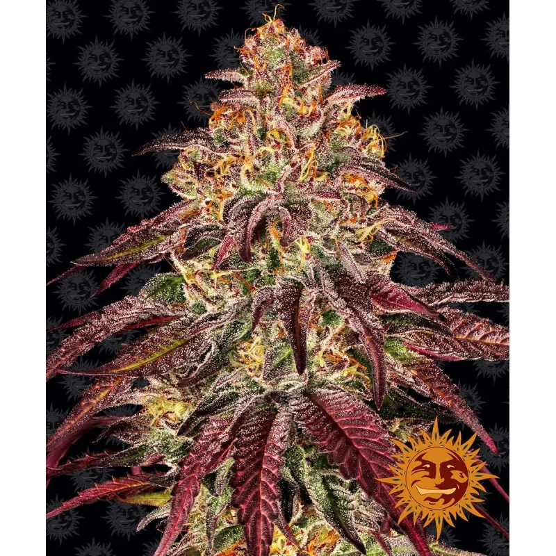 Mimosa X Orange Punch Auto™