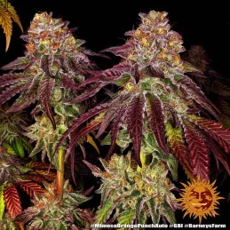 Mimosa X Orange Punch Auto™