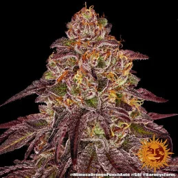 Mimosa X Orange Punch Auto™