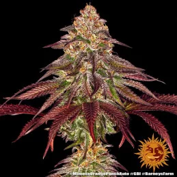 Mimosa X Orange Punch Auto™