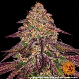 Mimosa X Orange Punch Auto™